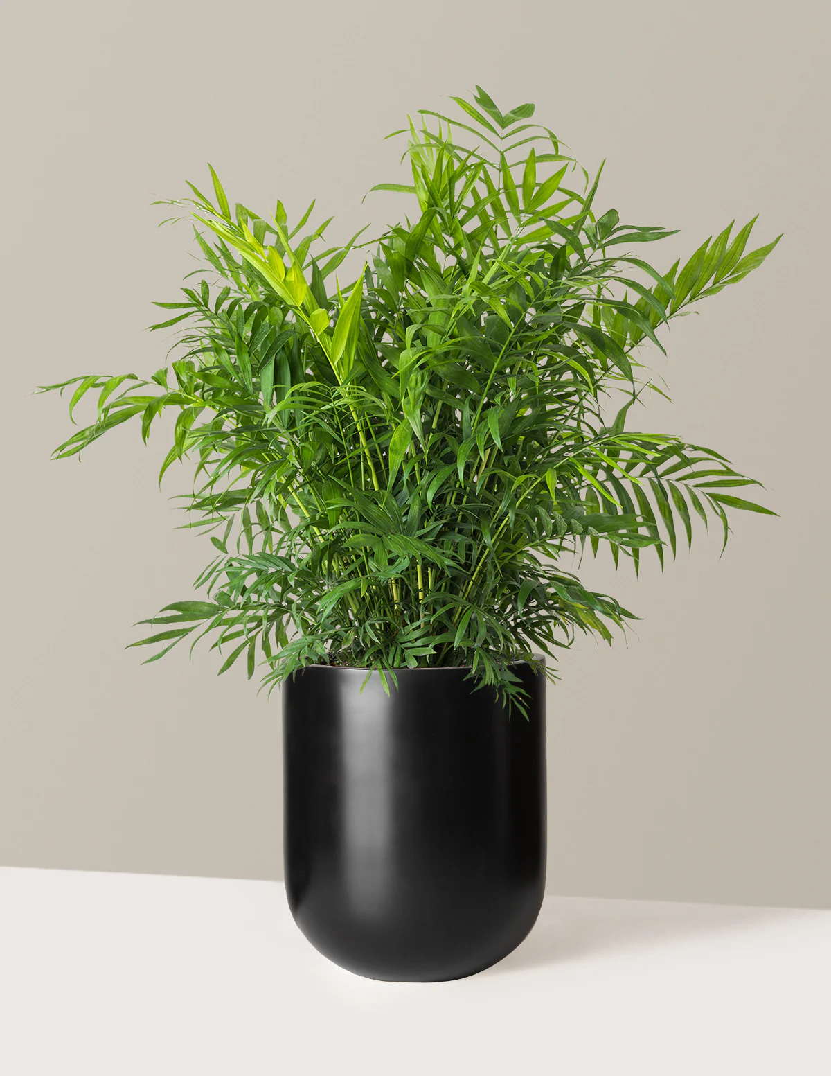 Parlor Palm - Image 58