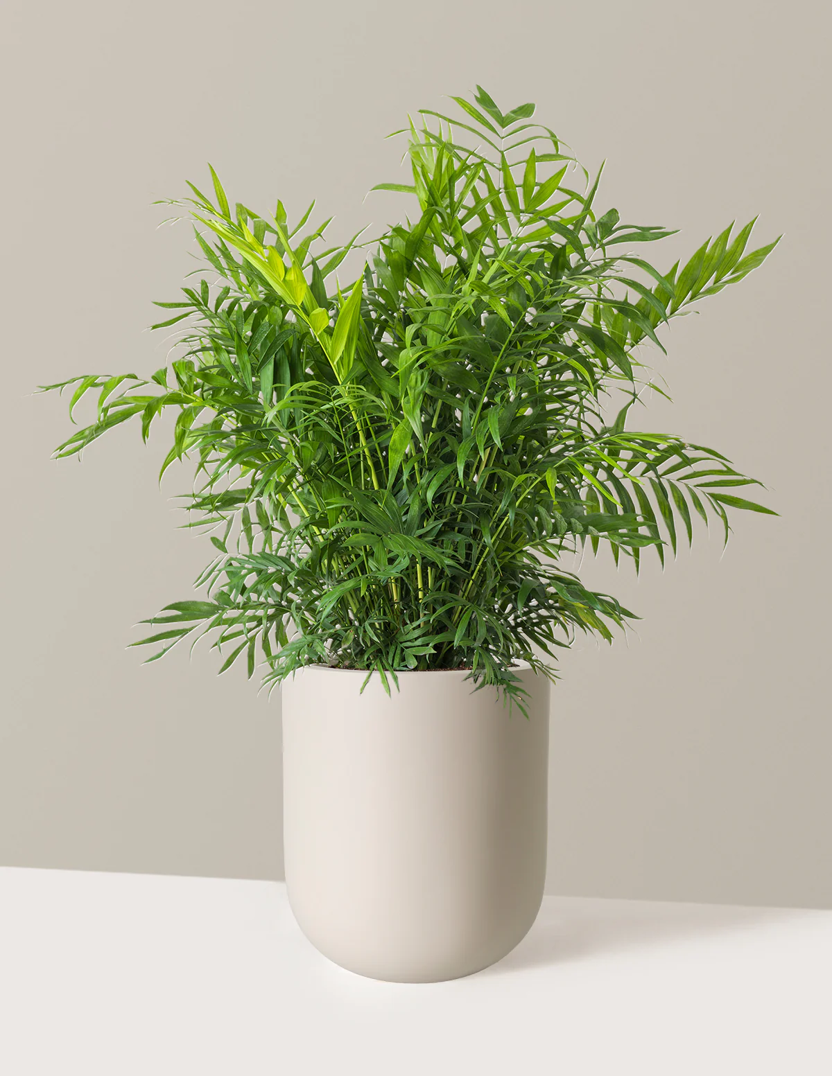 Parlor Palm - Image 6