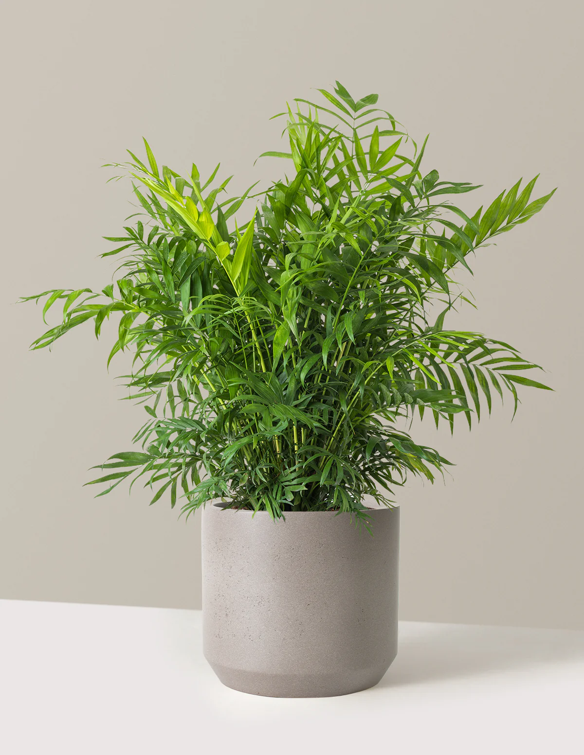 Parlor Palm - Image 62