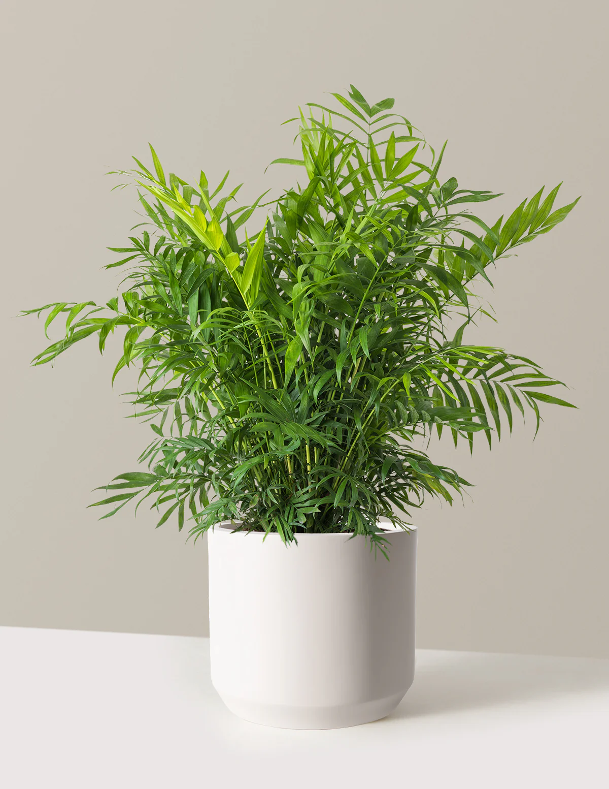 Parlor Palm - Image 63