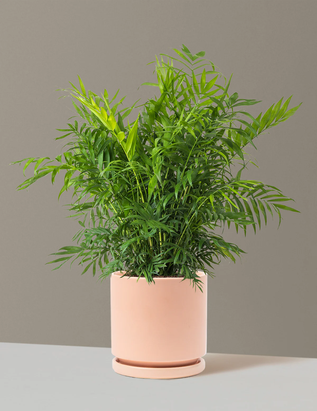 Parlor Palm - Image 65