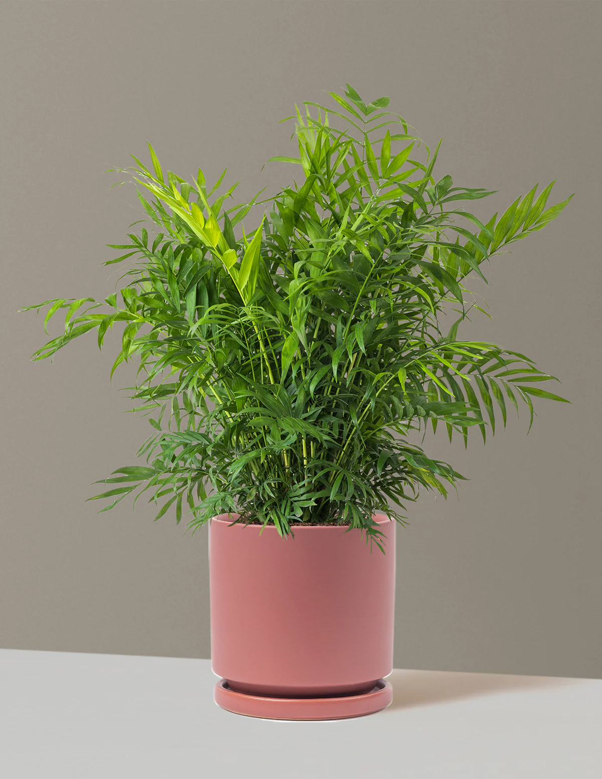 Parlor Palm - Image 66