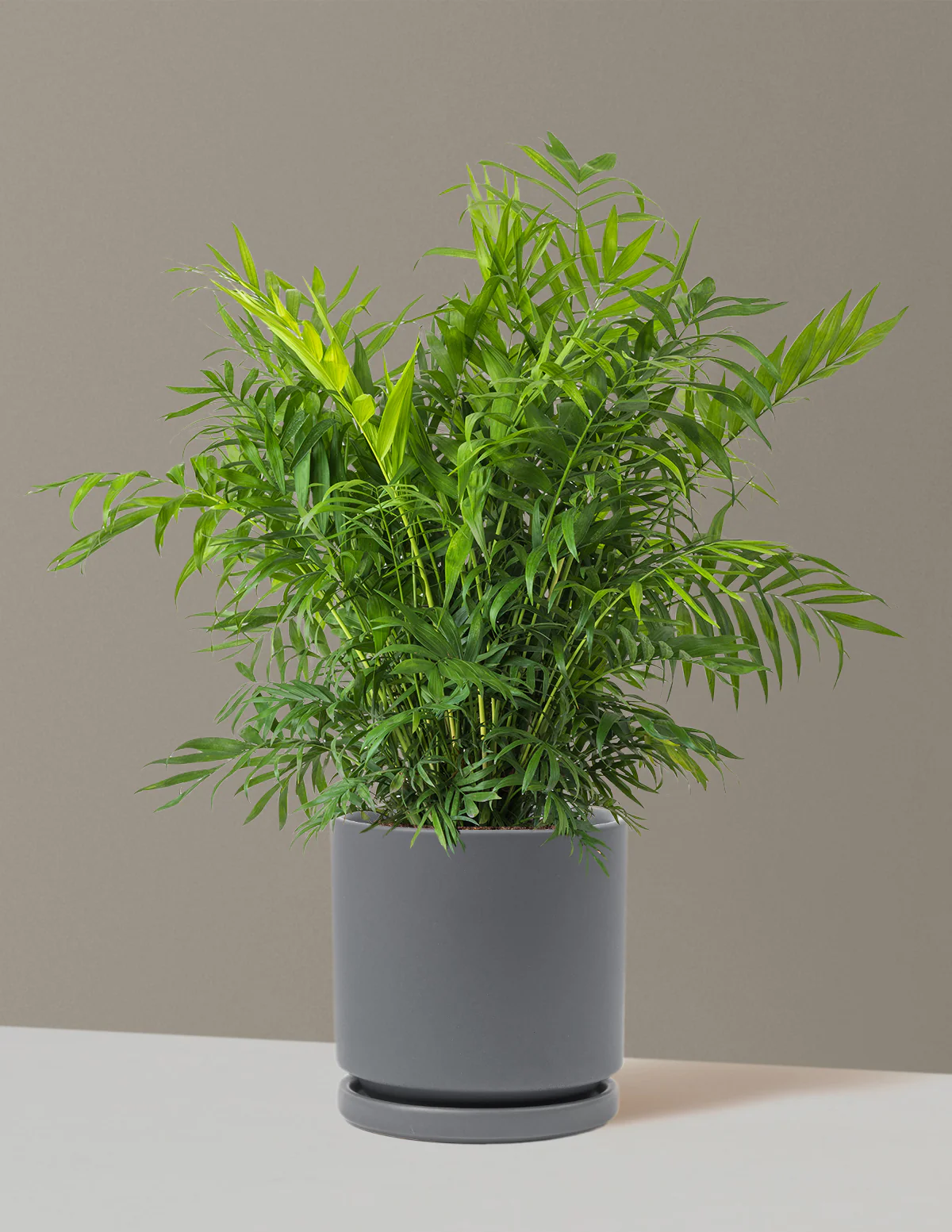 Parlor Palm - Image 67