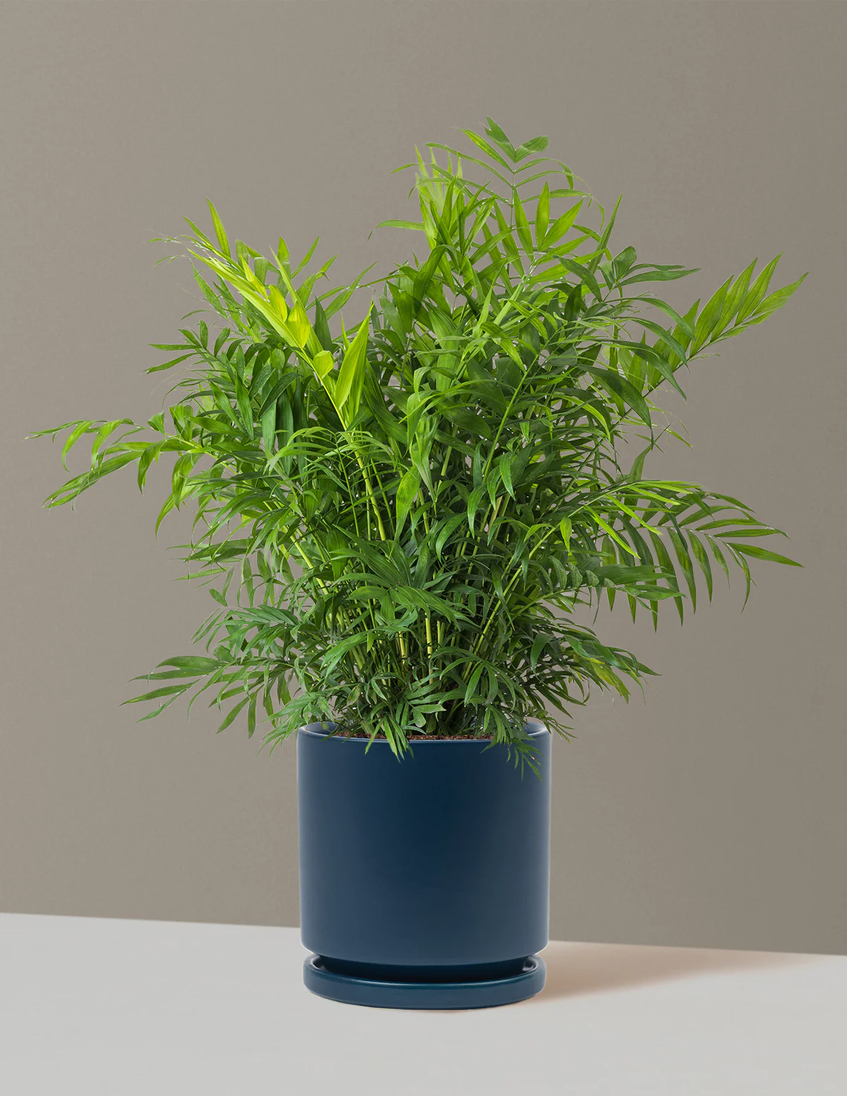 Parlor Palm - Image 68