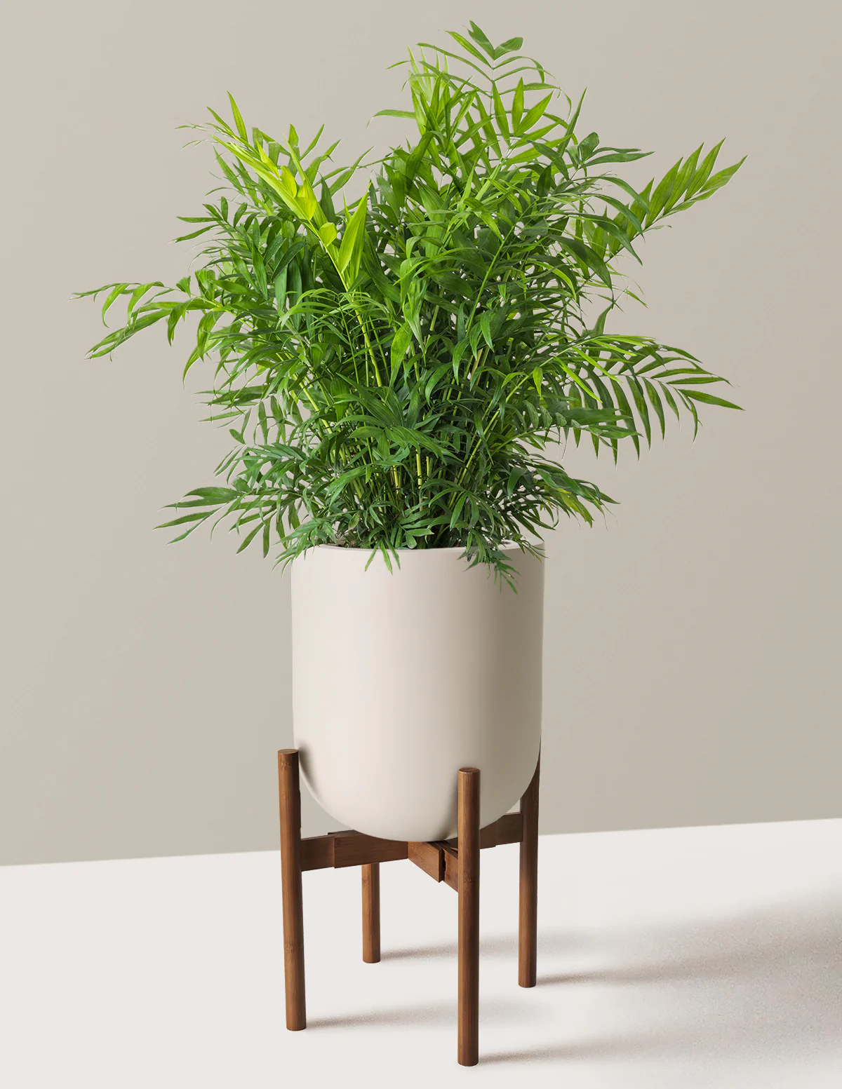 Parlor Palm - Image 7