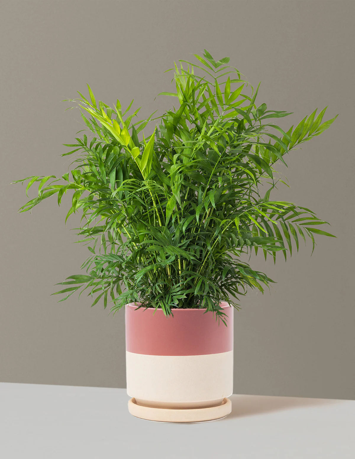 Parlor Palm - Image 70