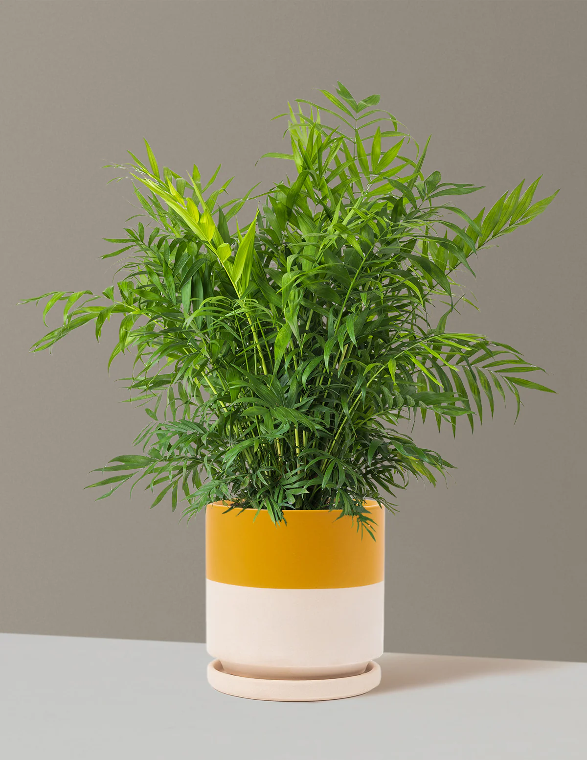 Parlor Palm - Image 71