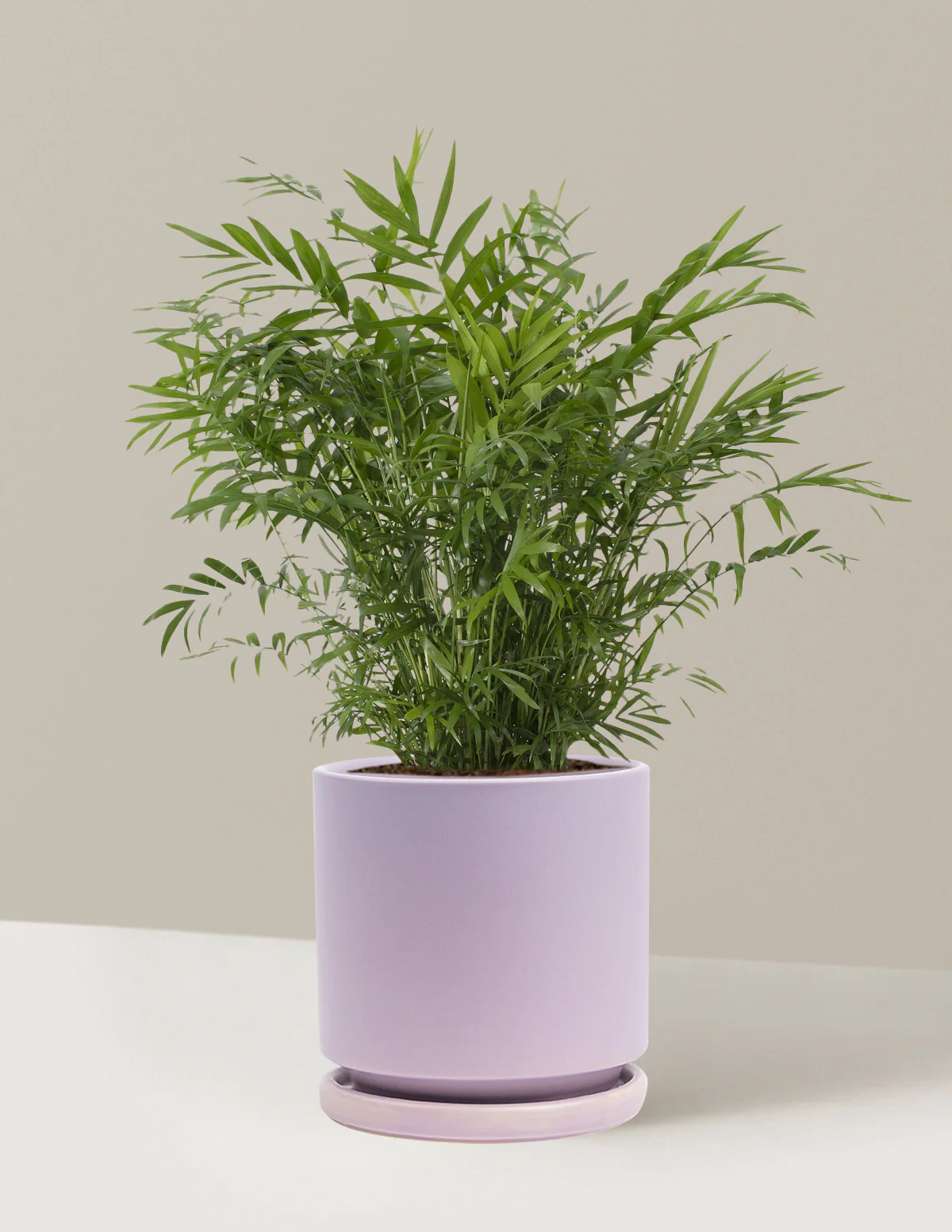 Parlor Palm - Image 75