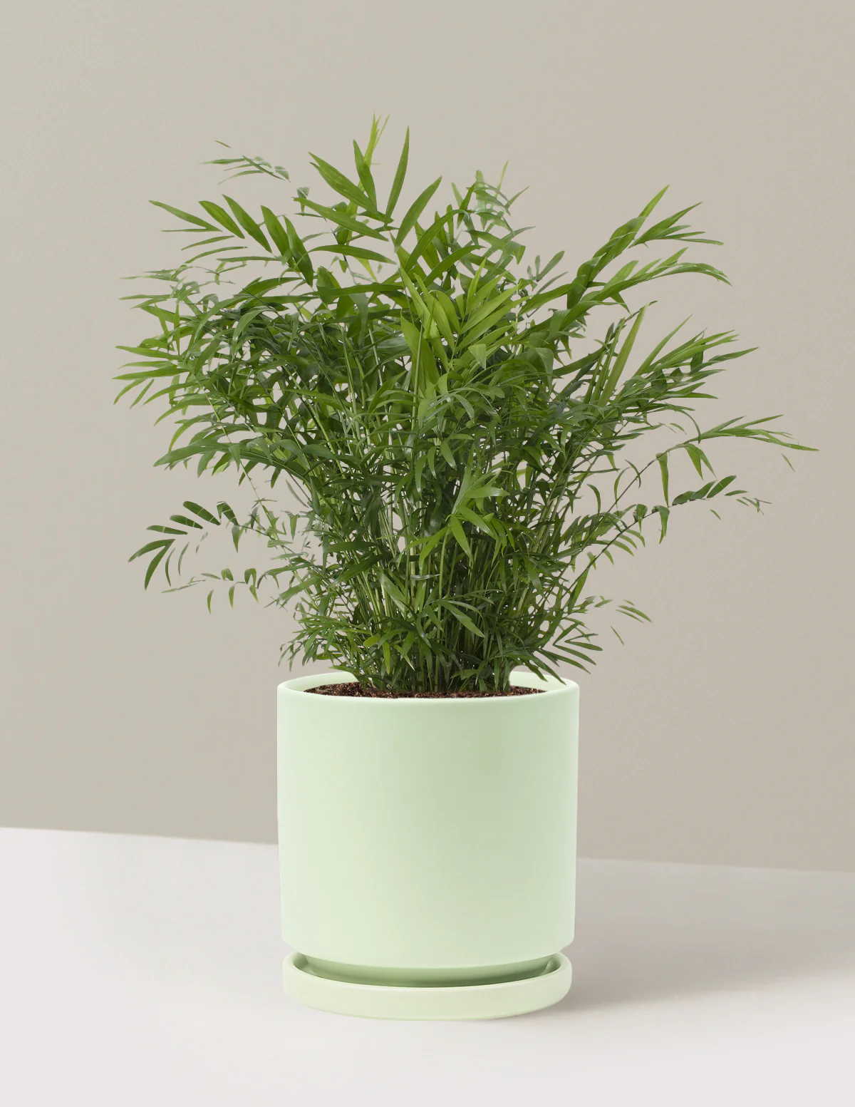 Parlor Palm - Image 76