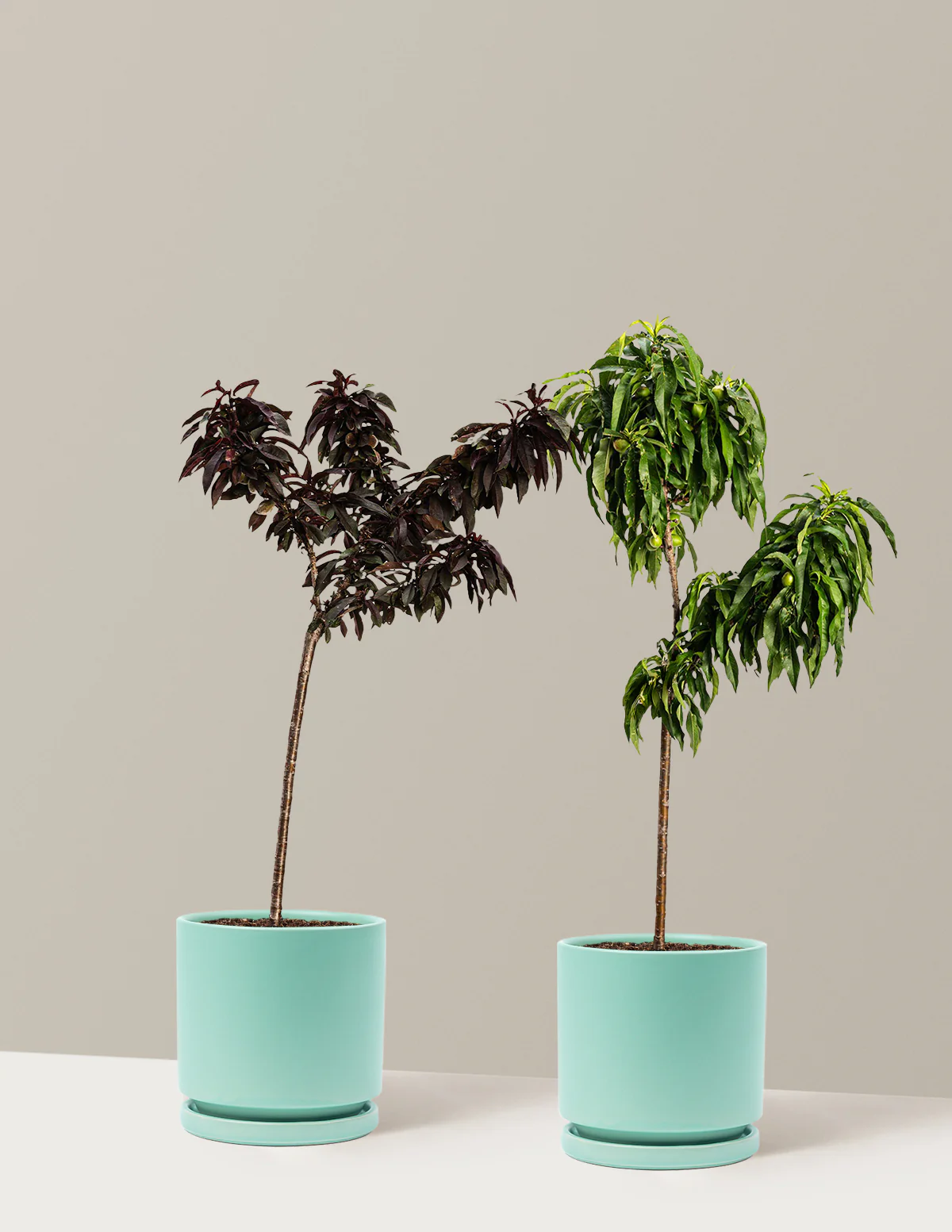 Patio Peach Tree Bundle - Image 8