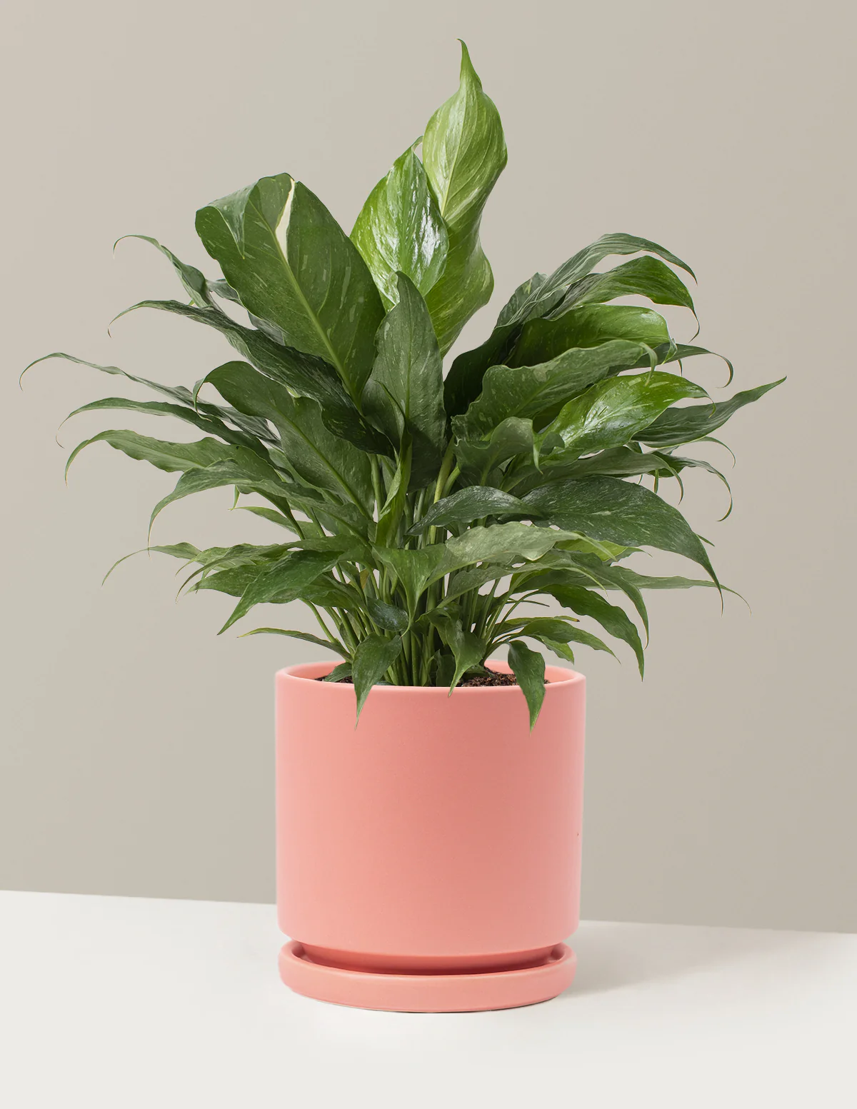 Peace Lily Domino - Image 13