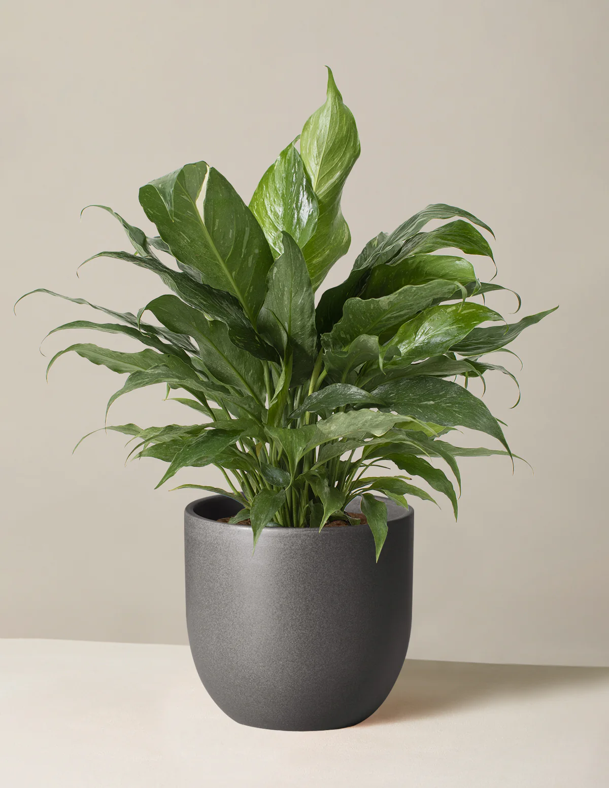 Peace Lily Domino - Image 3