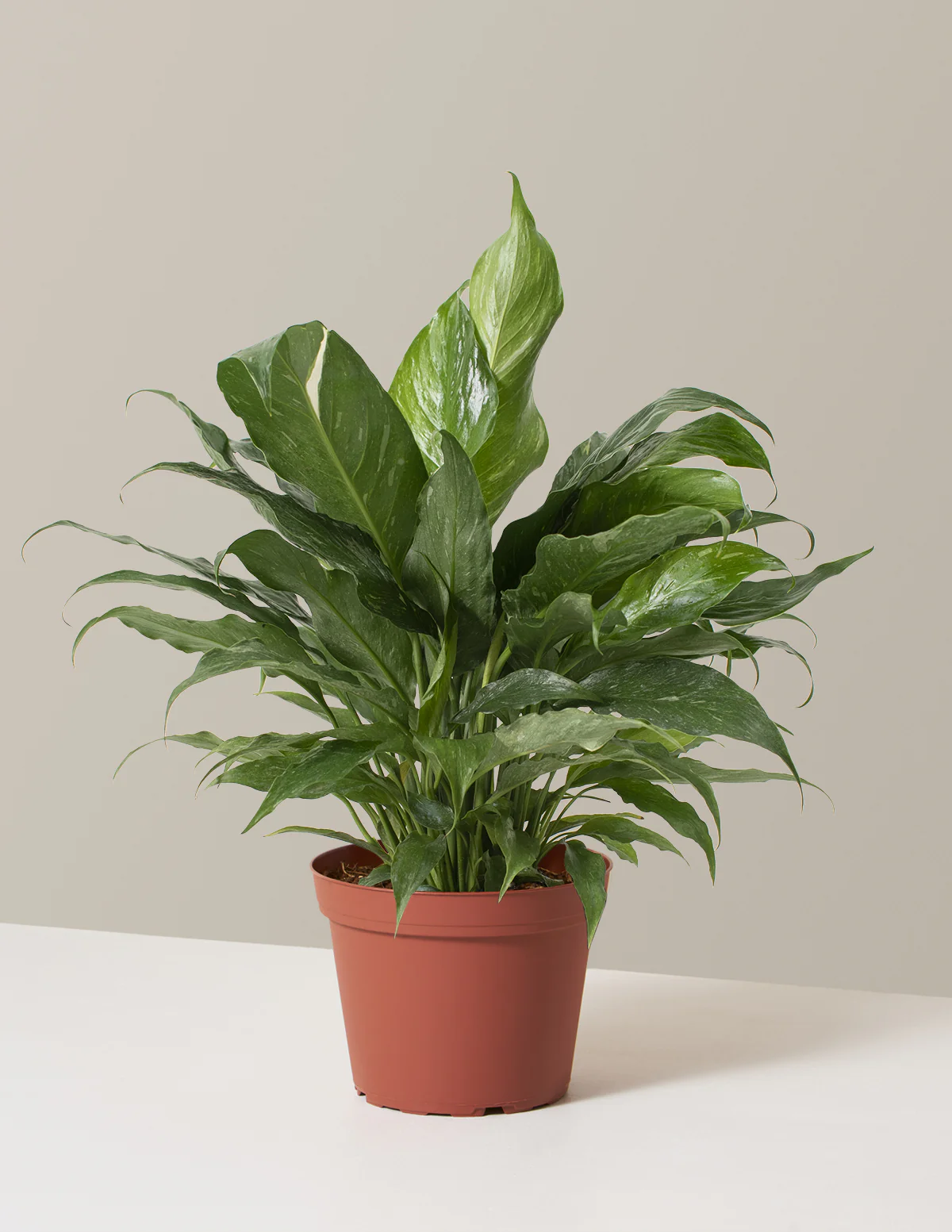 Peace Lily Domino - Image 5