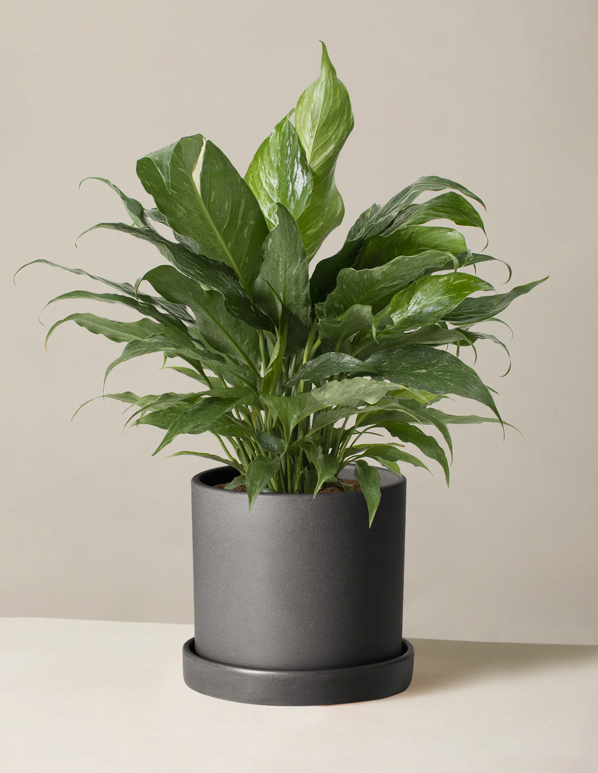 Peace Lily Domino - Image 6