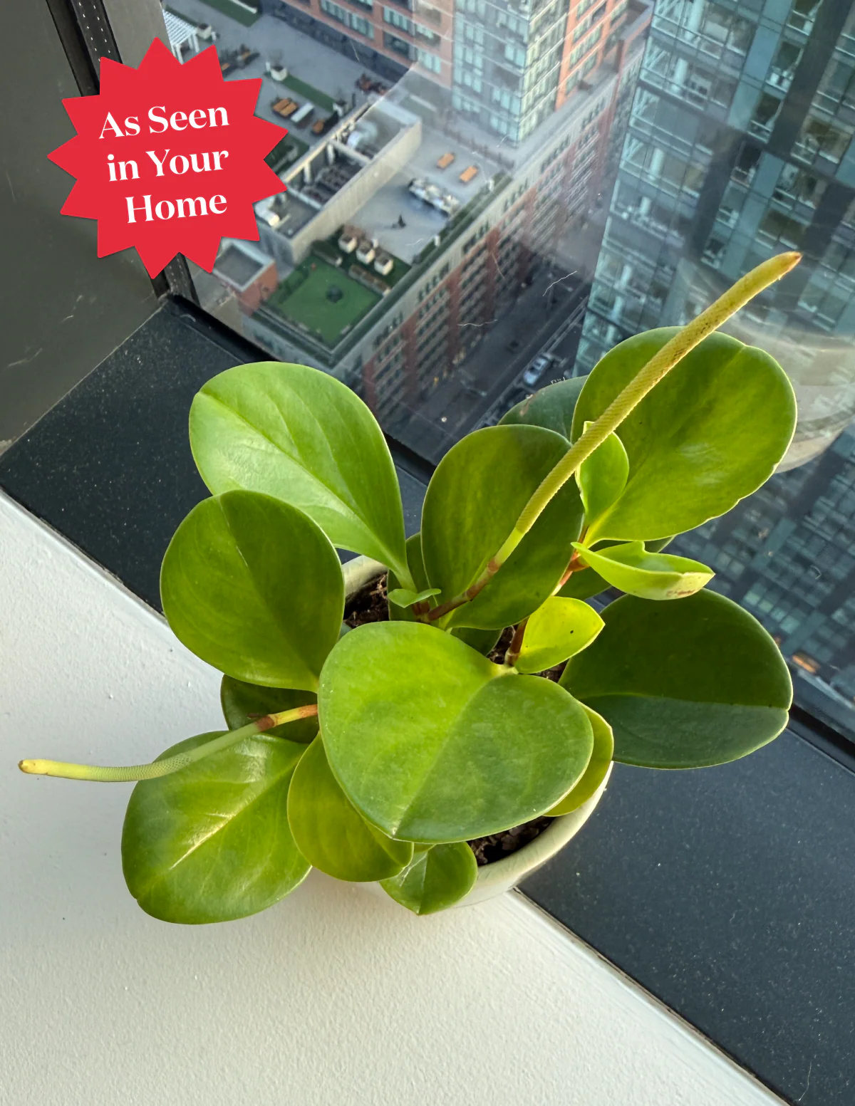 Baby Rubber Plant - Image 10