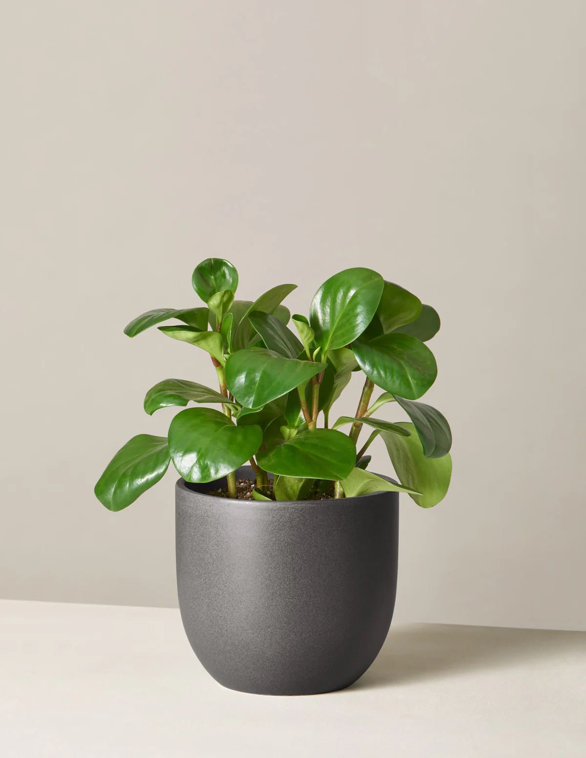 Baby Rubber Plant - Image 15