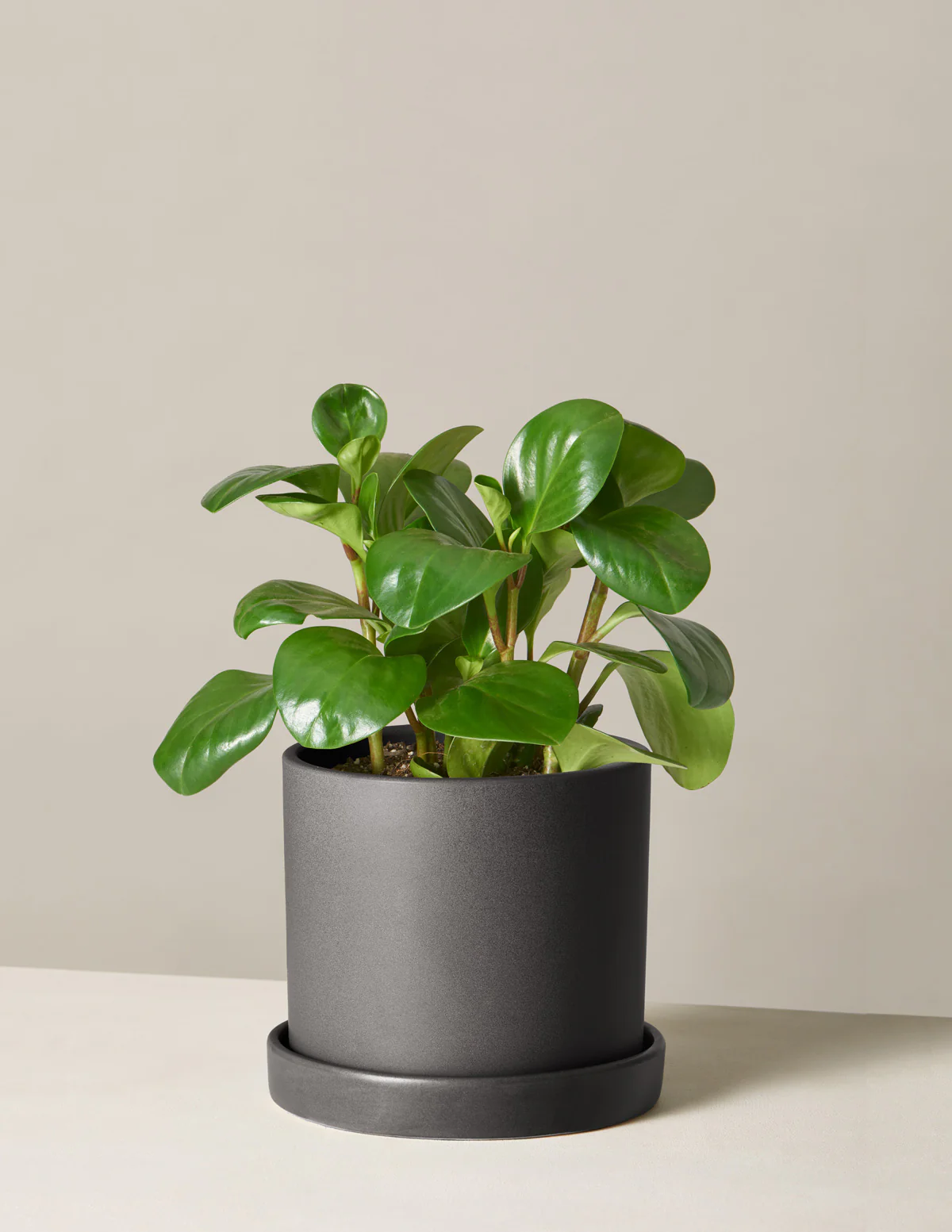 Baby Rubber Plant - Image 17