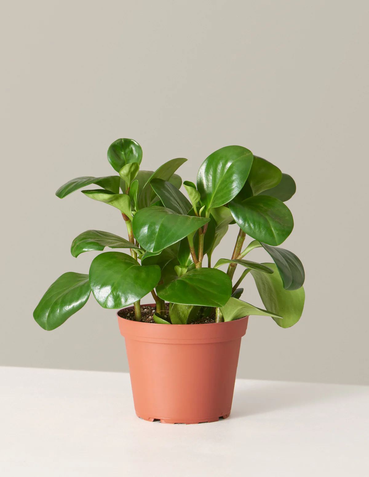 Baby Rubber Plant - Image 18