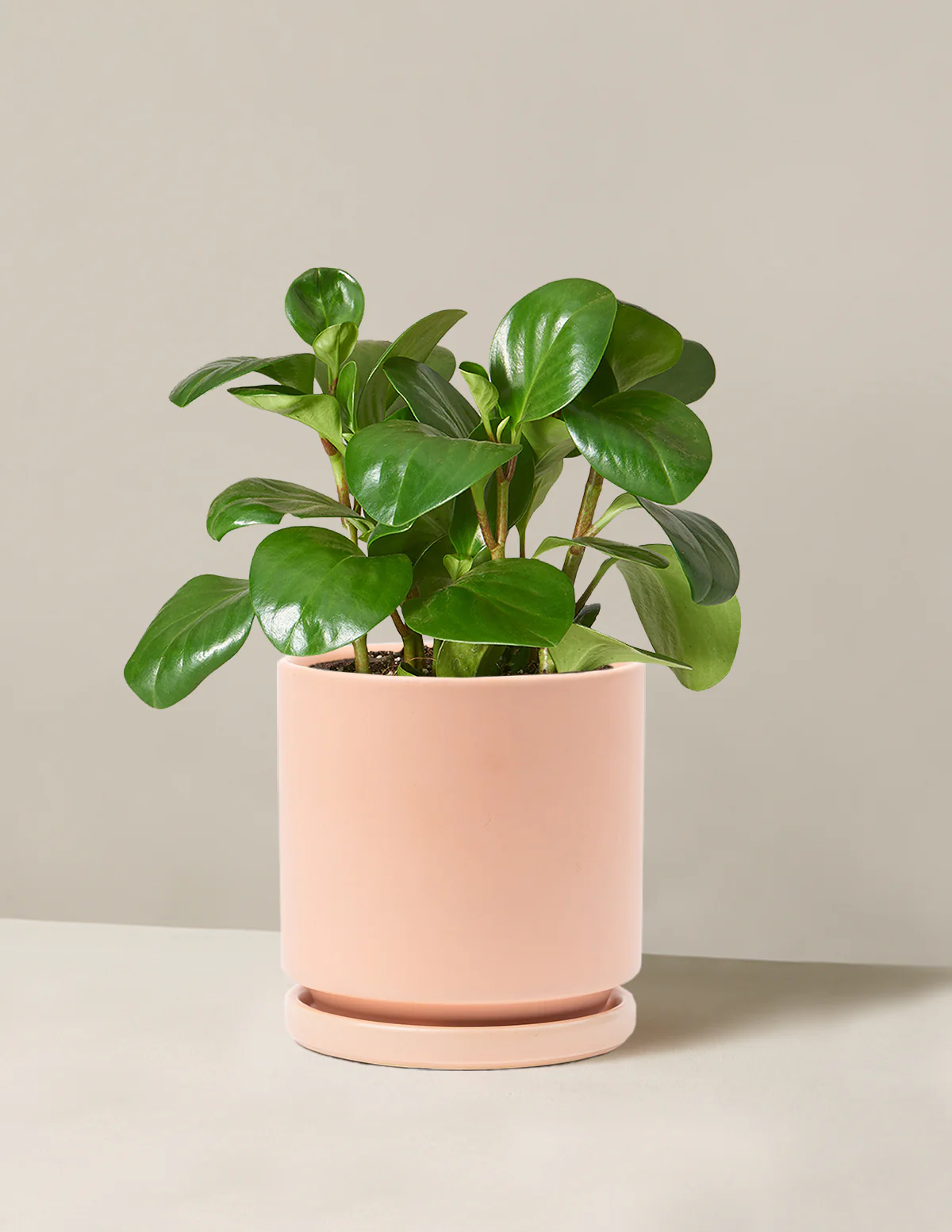 Baby Rubber Plant - Image 19