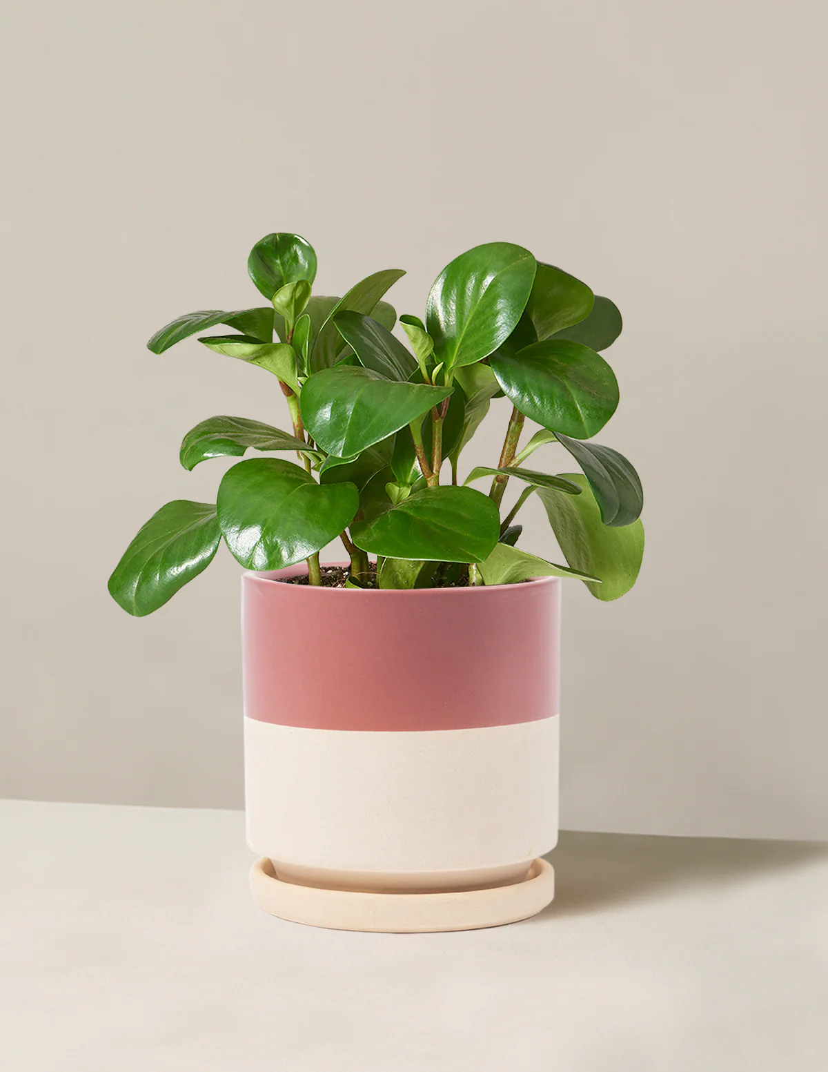 Baby Rubber Plant - Image 23