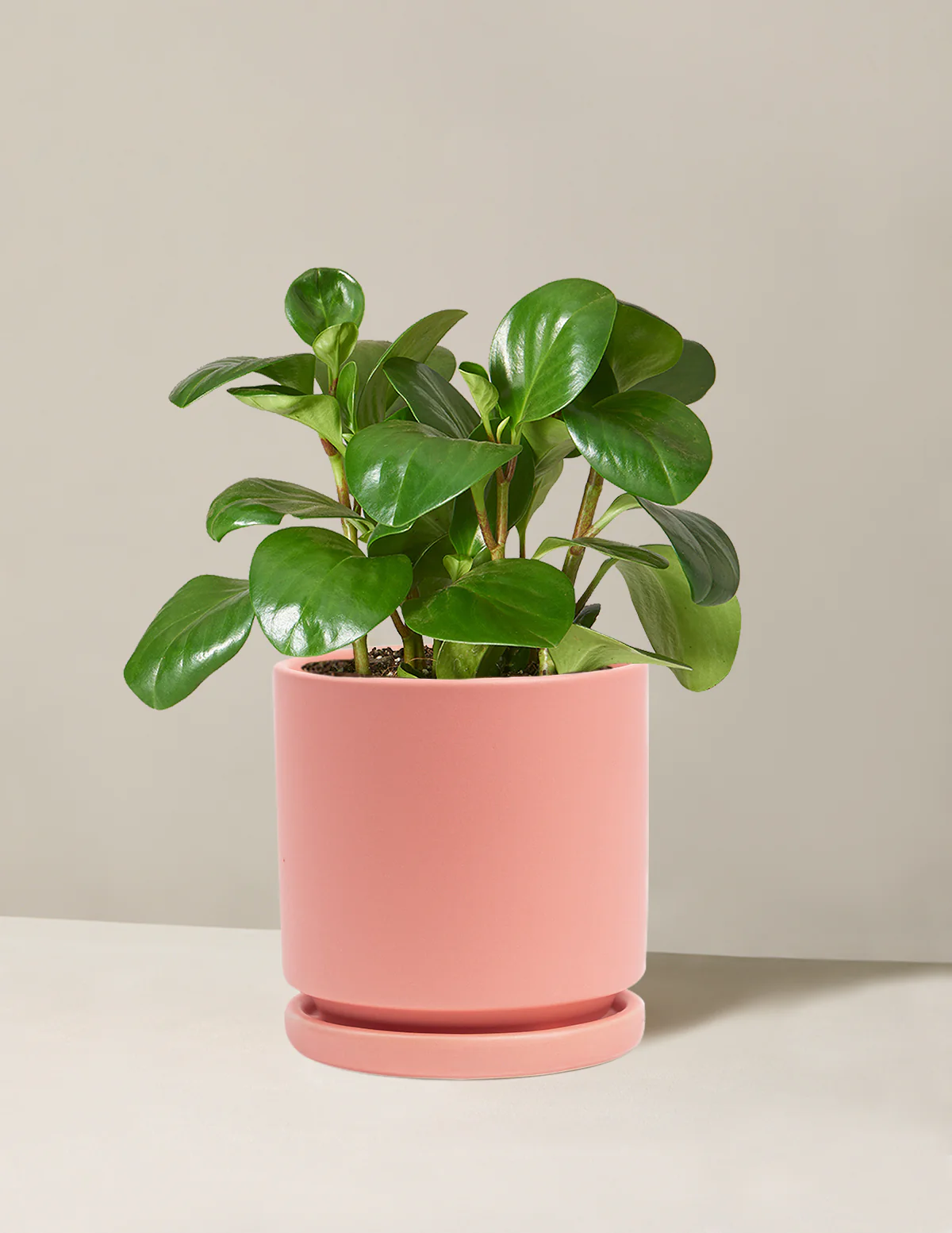 Baby Rubber Plant - Image 24