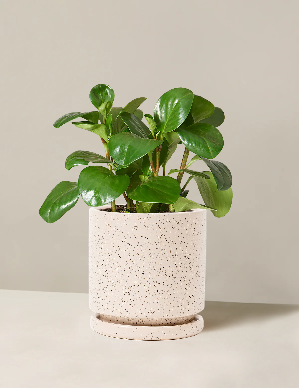 Baby Rubber Plant - Image 25