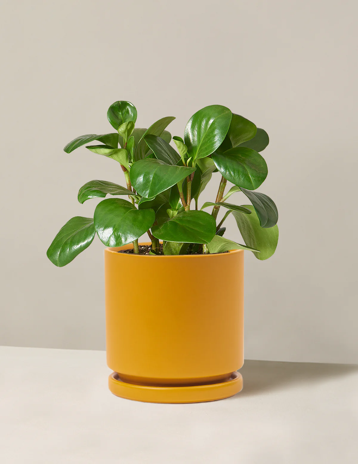 Baby Rubber Plant - Image 28