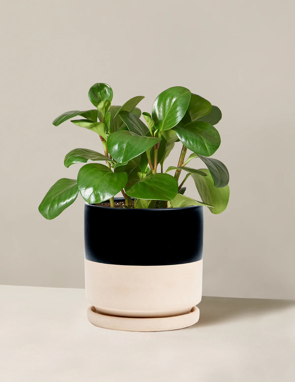 Baby Rubber Plant - Image 29