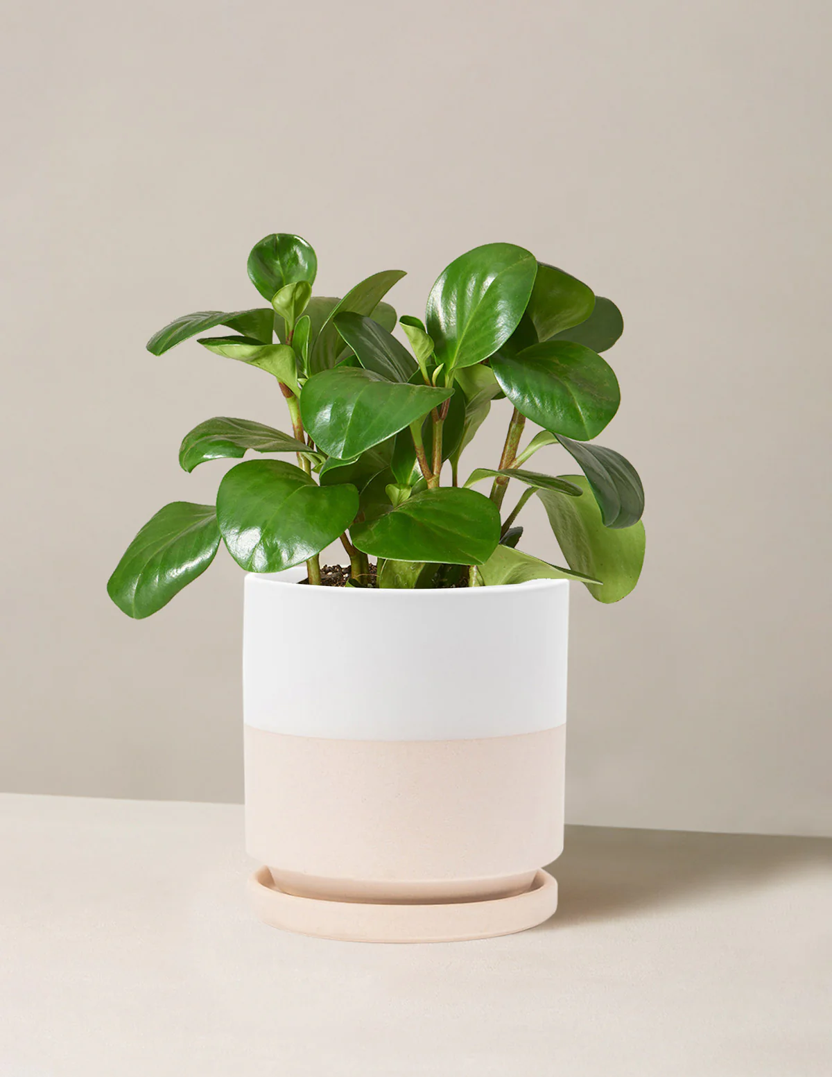 Baby Rubber Plant - Image 32