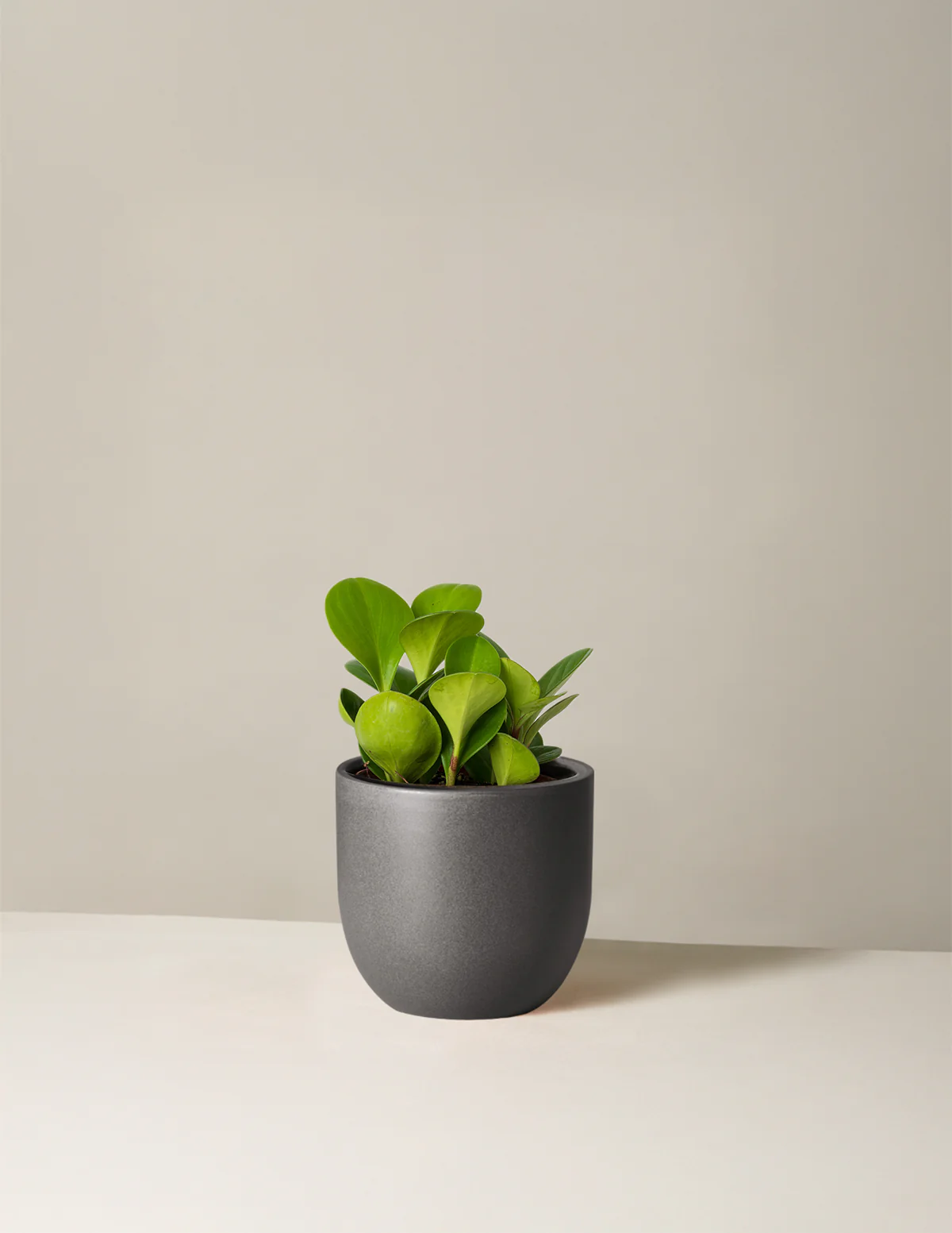 Baby Rubber Plant - Image 35