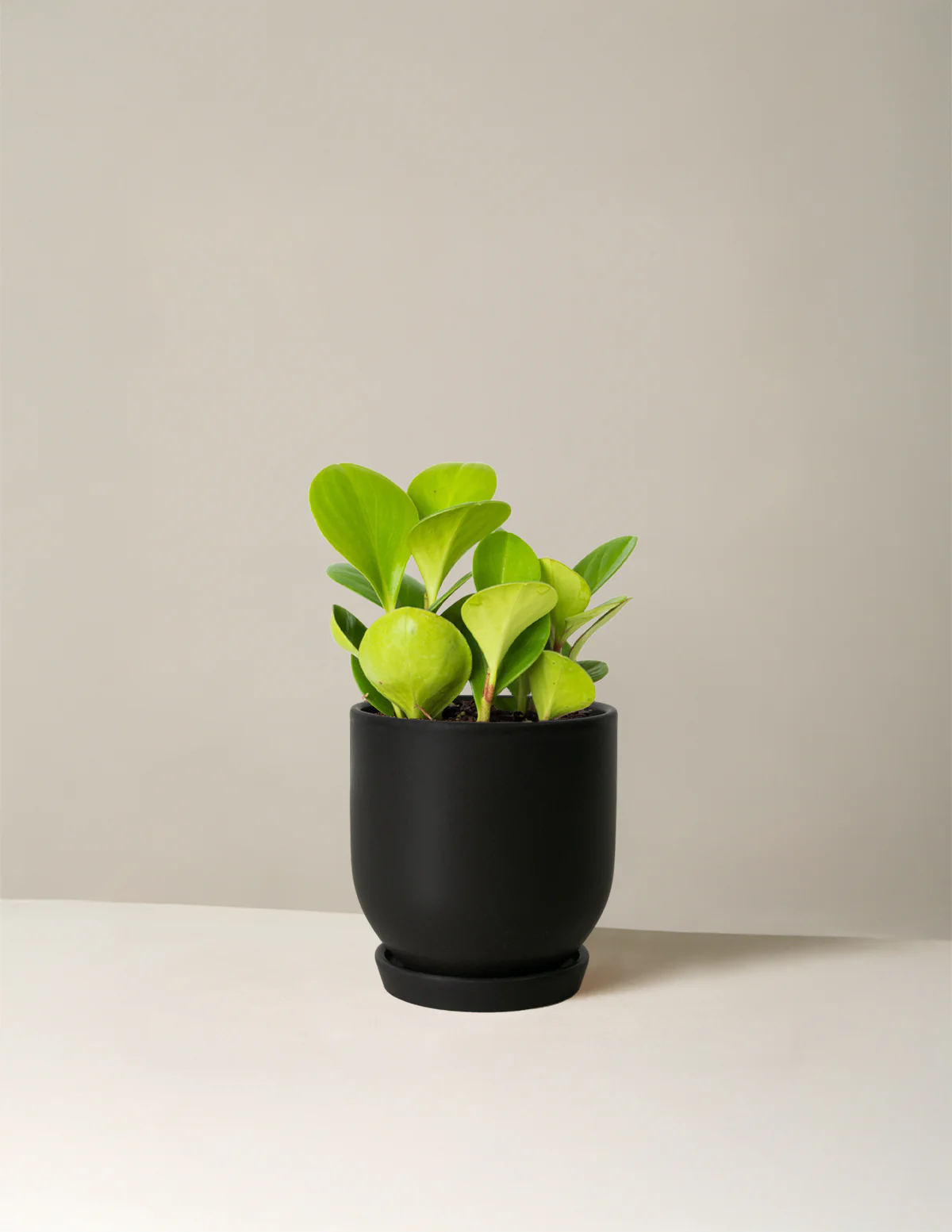 Baby Rubber Plant - Image 39