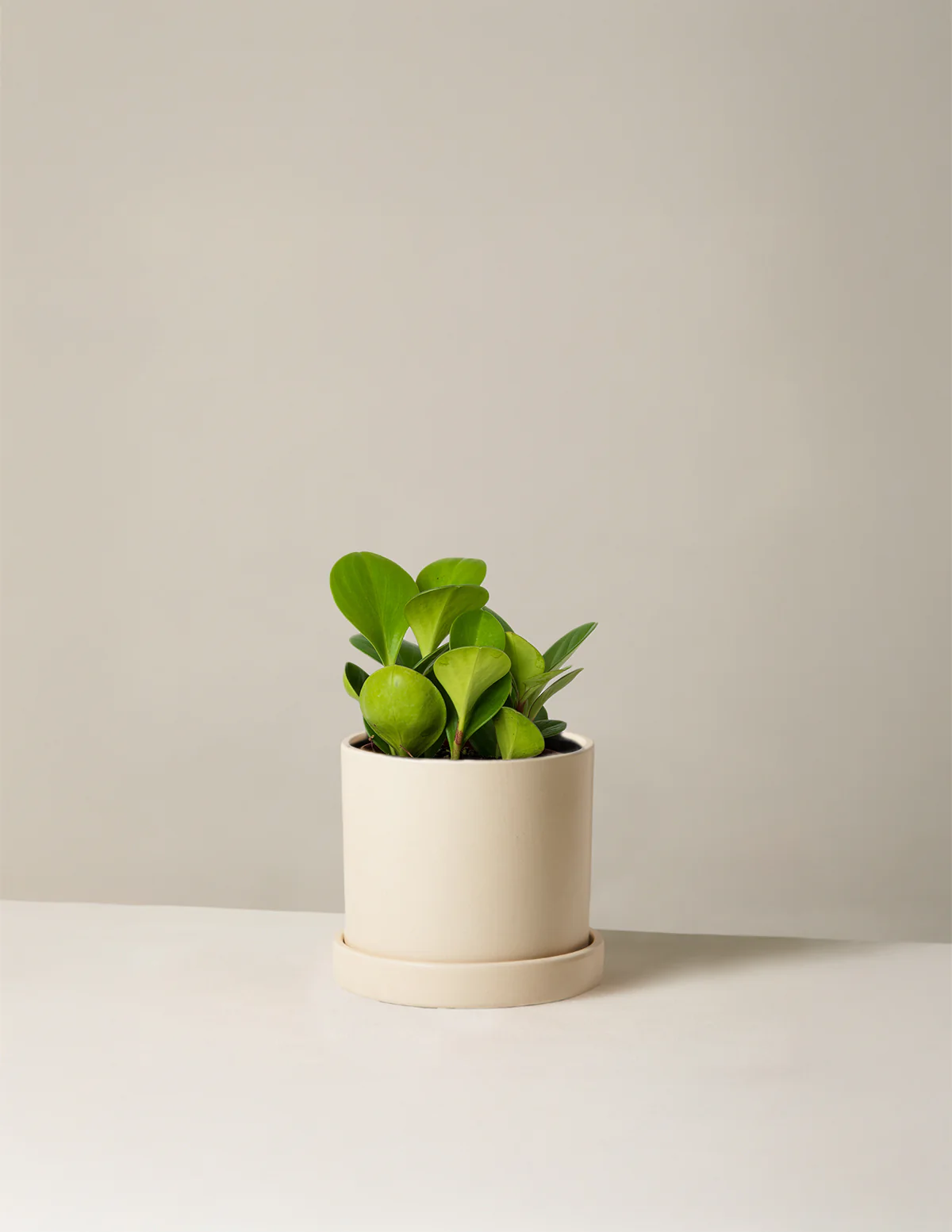 Baby Rubber Plant - Image 4