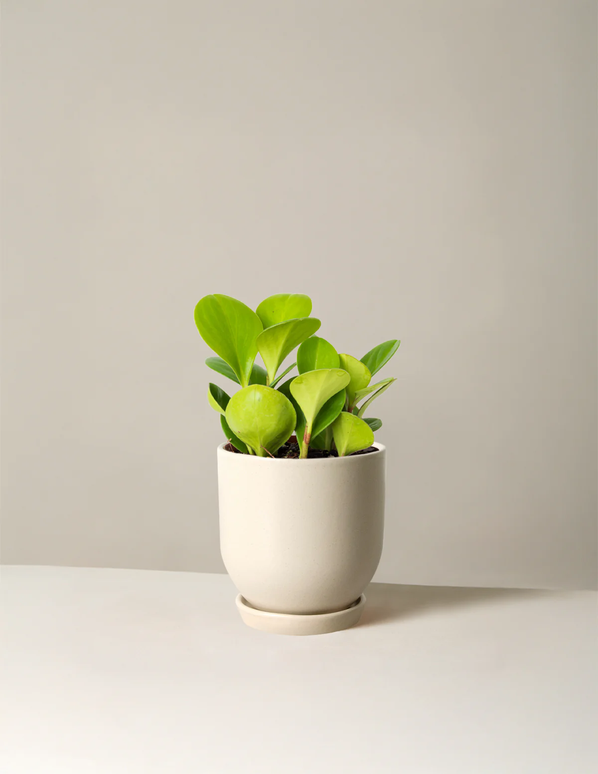 Baby Rubber Plant - Image 40