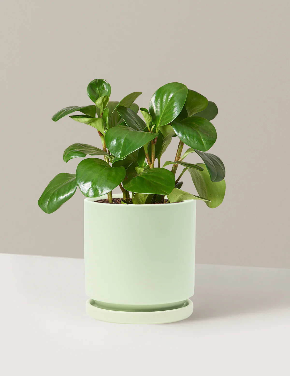 Baby Rubber Plant - Image 42