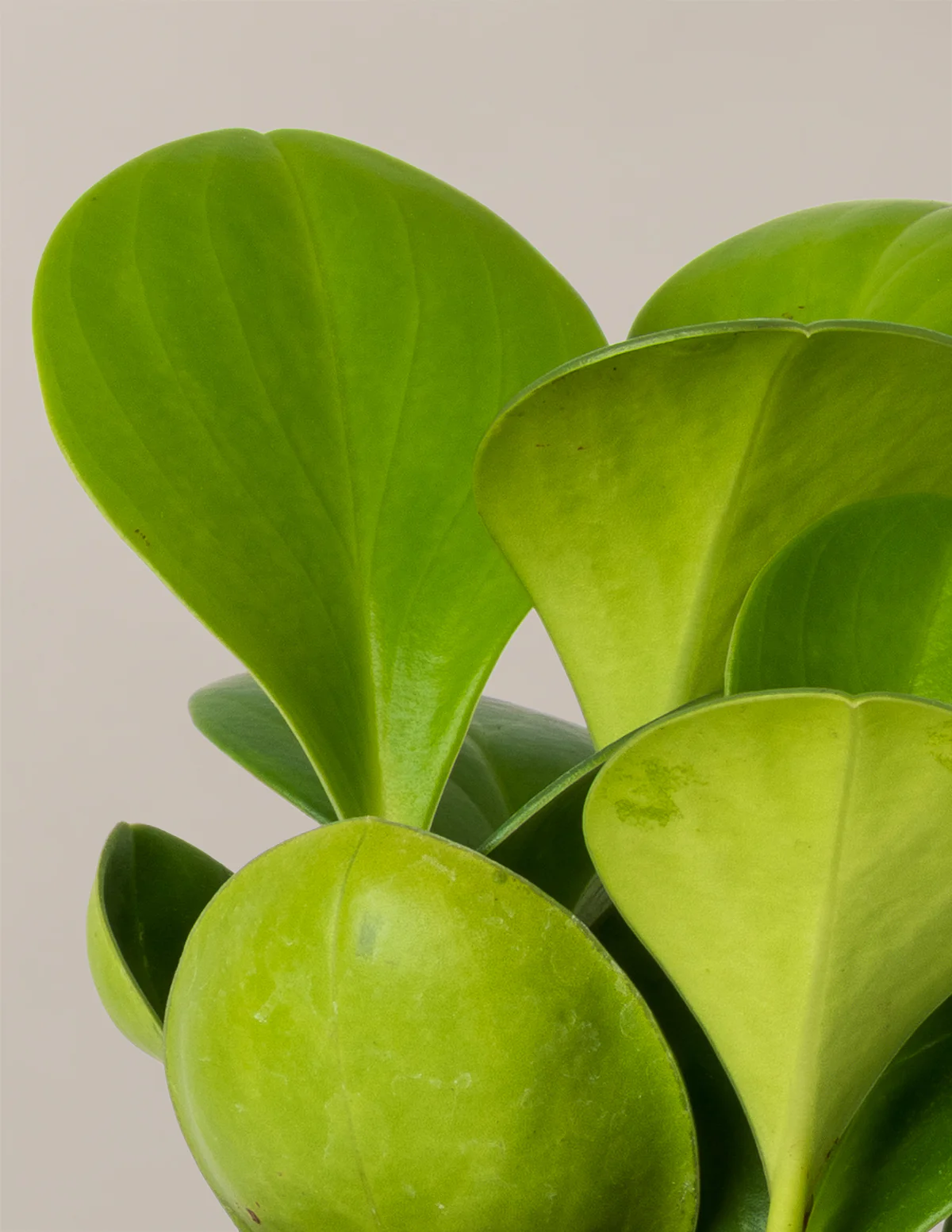Baby Rubber Plant - Image 7