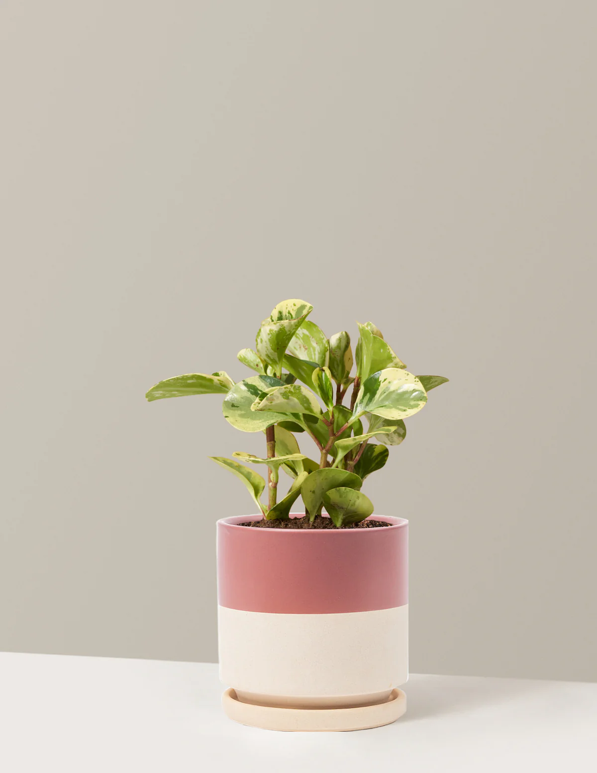 Peperomia Green Gold - Image 10