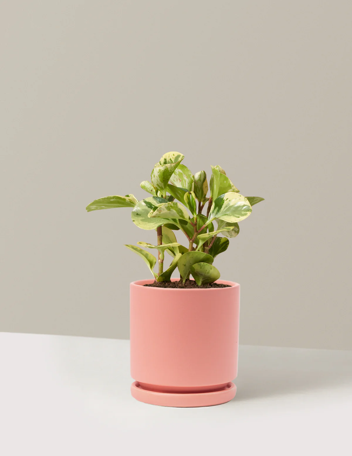 Peperomia Green Gold - Image 11