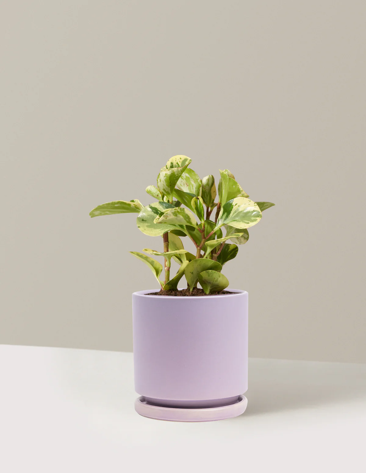 Peperomia Green Gold - Image 12