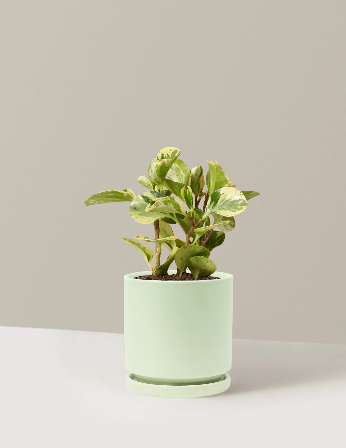 Peperomia Green Gold - Image 13