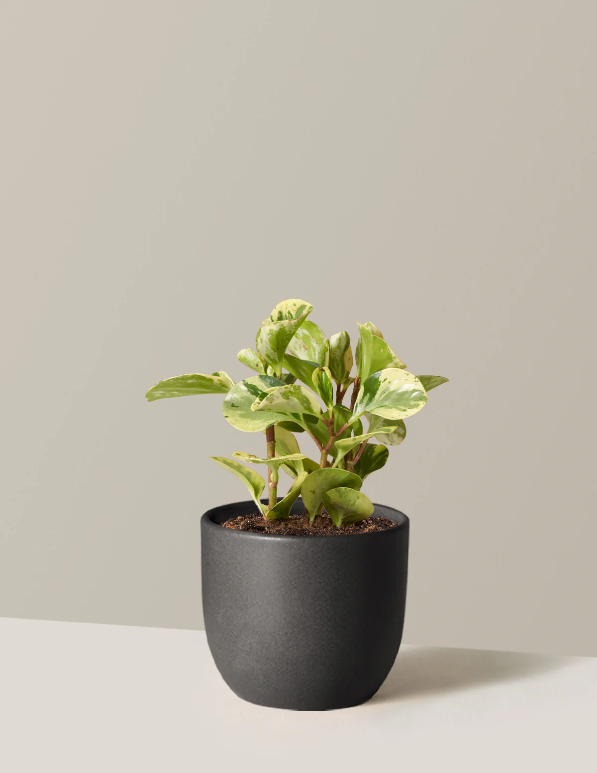 Peperomia Green Gold - Image 3