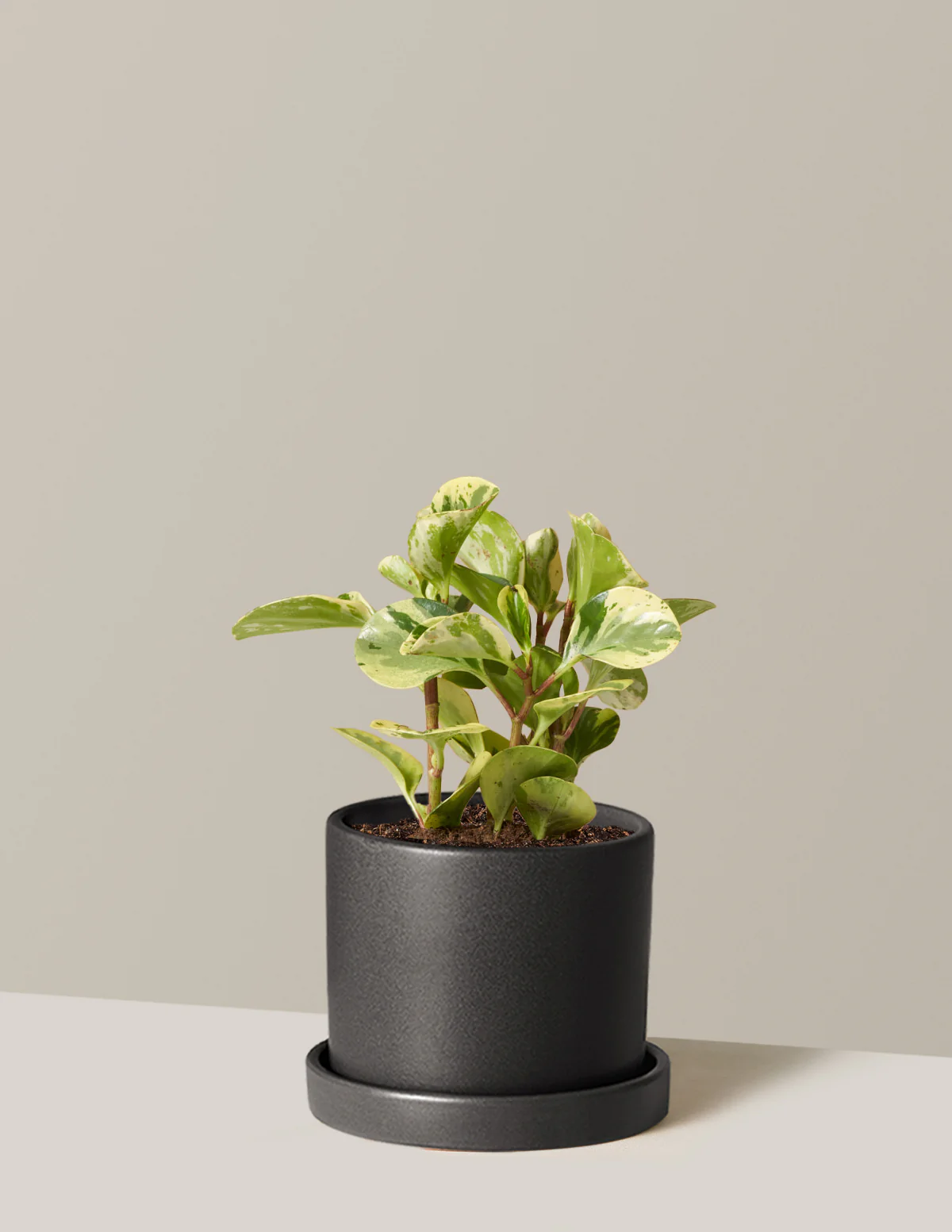 Peperomia Green Gold - Image 4