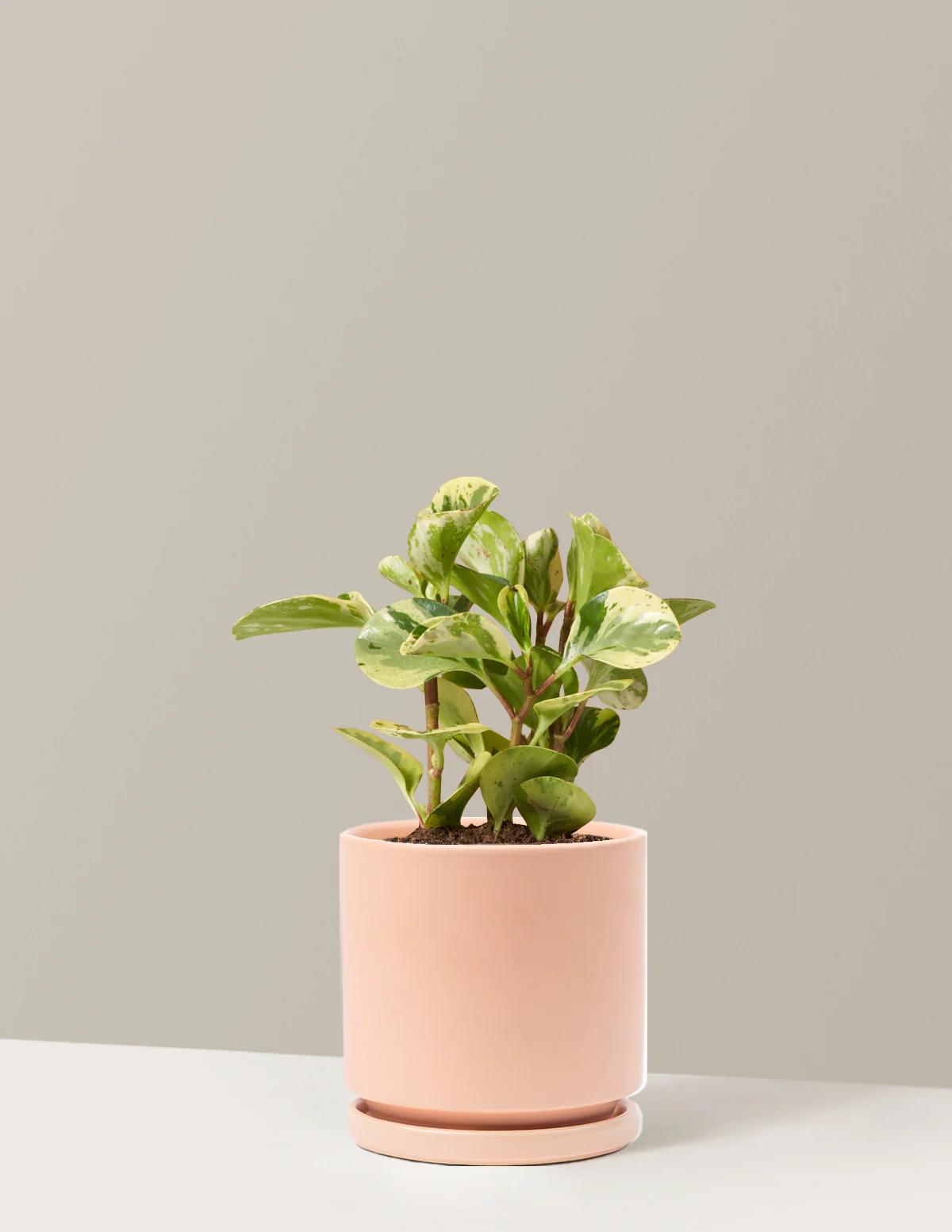 Peperomia Green Gold - Image 5