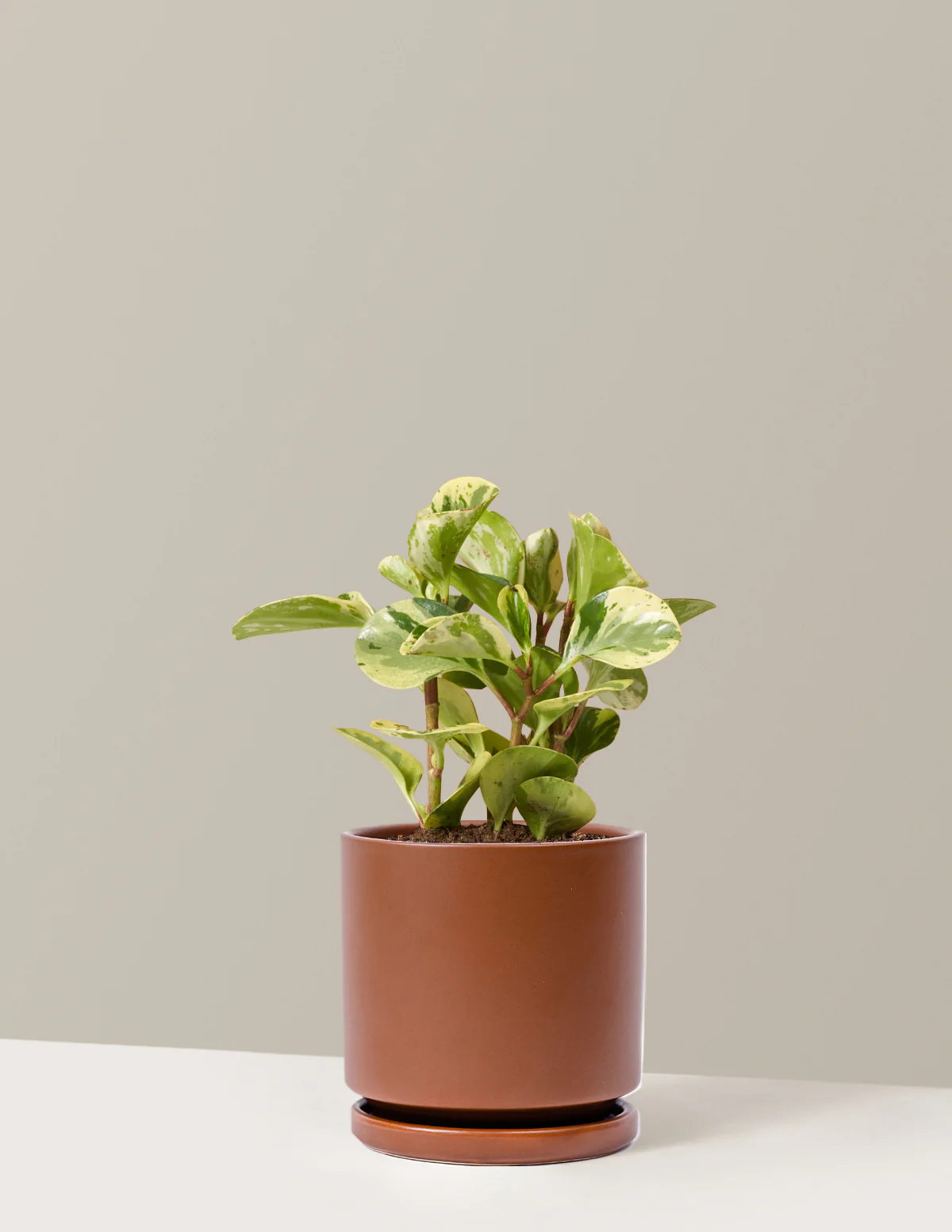Peperomia Green Gold - Image 6