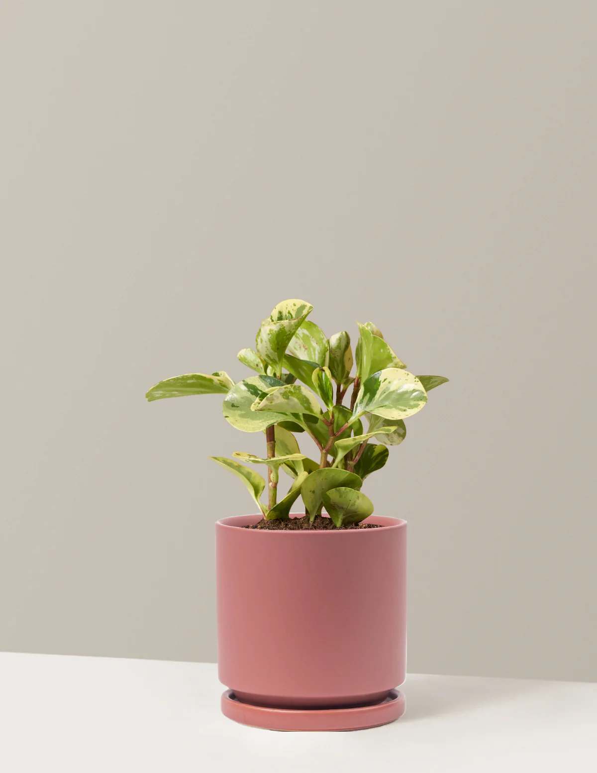 Peperomia Green Gold - Image 7