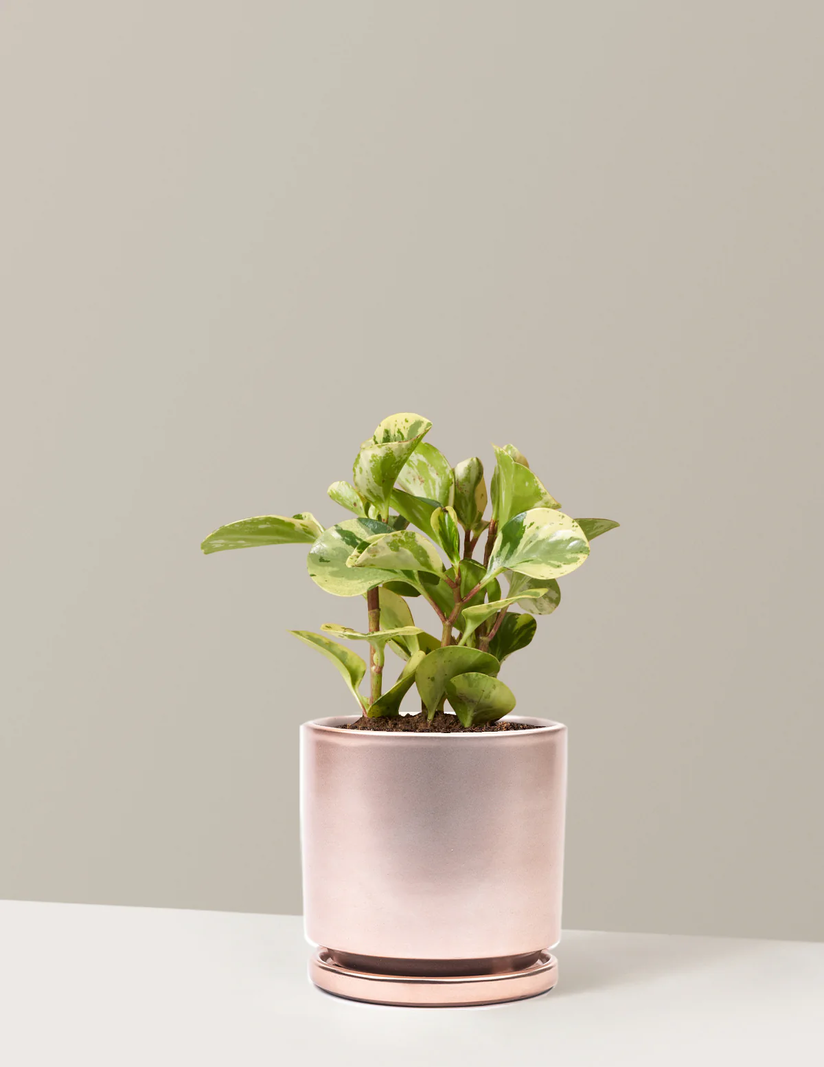 Peperomia Green Gold - Image 8