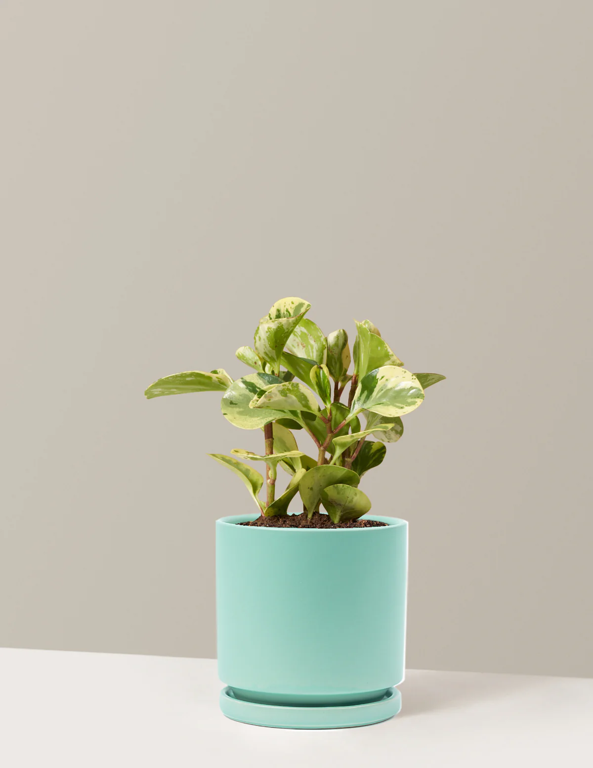 Peperomia Green Gold - Image 9