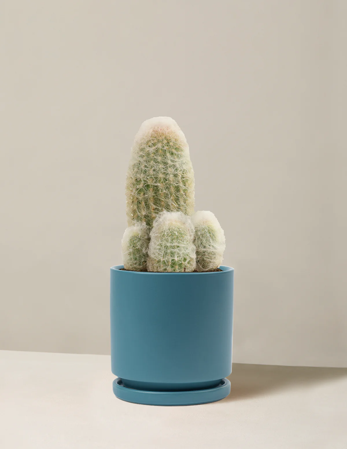 Old Man Cactus - Image 10