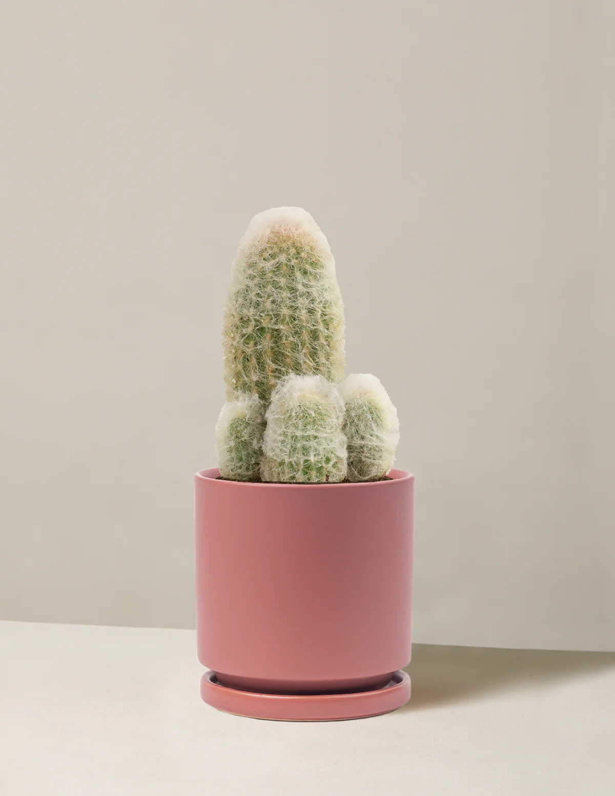 Old Man Cactus - Image 11