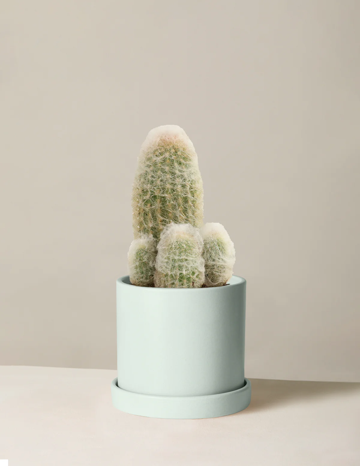 Old Man Cactus - Image 12