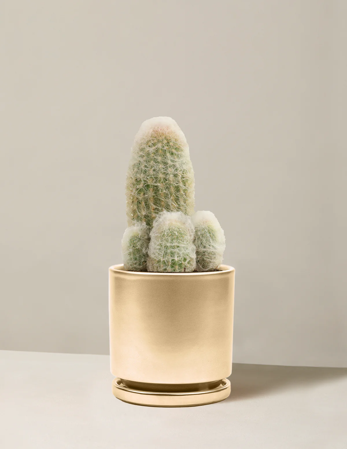 Old Man Cactus - Image 13